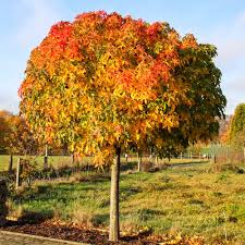 Da der amberbaum in einem topf herangezogen wurde, kann er das ganze jahr verpflanzt werden. Kugel Amberbaum Gumball Stamm 180cm Kaufen