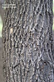 Image result for Fraxinus velutina