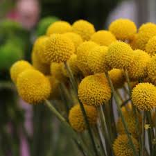Silvery tufts of narrow growing billy buttons craspedia seeds. Craspedia Globosa Syn Pycnosorus Globosus Billy Button In Gardentags Plant Encyclopedia