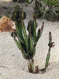 Image result for Euphorbia rubriflora