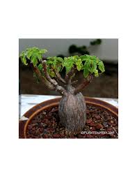 Image result for Obetia