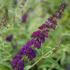 Image result for buddleia davidii