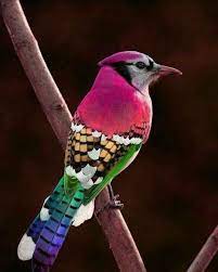 Check spelling or type a new query. Bunter Vogel Senioren Der Traum Von Lebensabend Internet Lebensabendvision De Bernhard Stern Bernh Nature Birds Beautiful Birds Colorful Birds