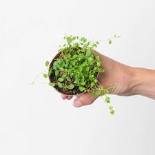 Image result for Peponium sp. A