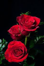 The Fatal Gift Of Beauty Romanceoftheworld Red Roses Romantic Red Roses Beautiful Red Roses Beautiful Flowers