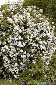 Maybe you would like to learn more about one of these? Rosa Rambling Rector Photo Royalty Free Polyantha Roses Stock Image Cfgh394 Jpg