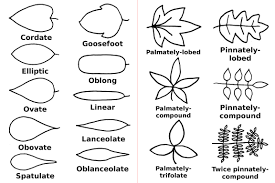 Image result for leaf shape obovate