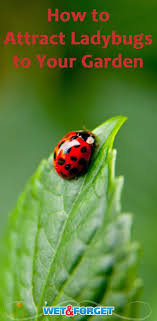 In addition to providing natural shelters, you can also construct your own ladybug shelter using a few common items.13 x research source. Pin On Gardening