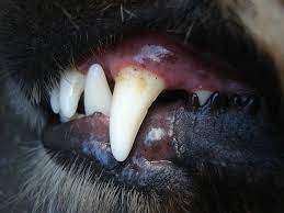 (1) elevated extractions, which involves elevation of each root, costs more, depending how much work it is to get a tooth out — up to $25 to $35 per tooth. How Much Does Dog Teeth Cleaning Cost Average Pricing Costs