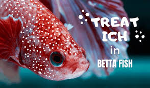 Fearing it was ich, i dropped a quarter of a lifeguard tablet in the bowl and poured in some carefully measured aquarium salt. Betta Fish Ich Treatment Japanesefightingfish Org