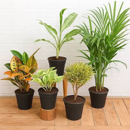 Indoor Plants