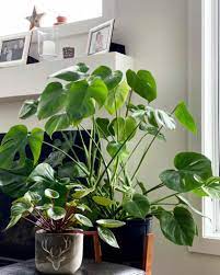 Shop.alwaysreview.com has been visited by 1m+ users in the past month Tall Indoor Plants 7 Best Large Houseplants To Grow In Your Home My Tasteful Space