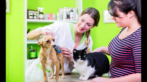 How do you become a groomer with groomit? How To Become A Dog Groomer Youtube