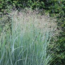 Image result for Panicum merkeri