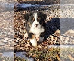 Full of energy and fun loving, they are sure to be the life of your family! View Ad Australian Cattle Dog Bernese Mountain Dog Mix Litter Of Puppies For Sale Near Colorado Delta Usa Adn 179187
