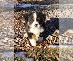 Bernese mountain dog dog breeders, bakers mountain blessings, beautiful bernese boxers, belinda's bernese mountain dogs, bernese mountain puppies, bernese. View Ad Australian Cattle Dog Bernese Mountain Dog Mix Litter Of Puppies For Sale Near Colorado Delta Usa Adn 179187