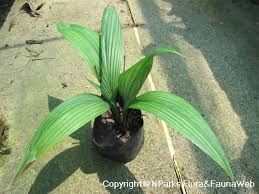 Image result for Curculigo latifolia