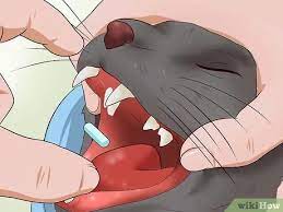 This doesn't work for all pills, or for all cats for that matter. 6 Ways To Give A Cat A Pill Wikihow Pet