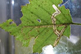 Image result for Stigmella confusella