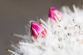 Kreative fotografie ideen für zu hauseanother perspective de. Fotoideen Fur Zuhause Fotonomaden Com