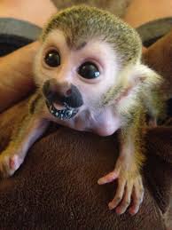 The monkey's are free roaming between. Baby Squirrel Monkey Cuteness Overload Featured Creature