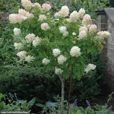 Image result for Gaertnera paniculata