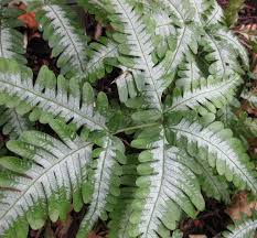Image result for Pteris