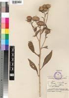 Image result for Vernonia galamensis