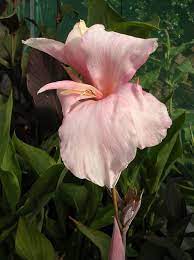 Constitution 1788 List Of Canna Cultivars Wikipedia Trees To Plant Canna Lily Wild Flowers