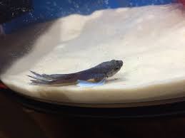If your fish swims normally during the day and doesn't show other. My Betta Is Laying At The Bottom Of The Tank And Breathing Heavily My Aquarium Club