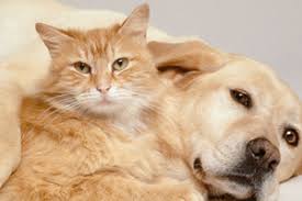 Kedi Ve Kopeklere Kimlik Zorunlulugu Geldi Haberler Tarim Com Tr