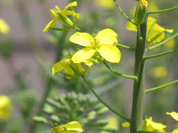 Jun 28, 2021 · nothing can ruin the beauty of a lovely flower vine faster than a parade of little, black ants crawling all over the blossoms, and the same goes for your other flowers and vegetables. Mary Lowther Column Yes You Can Eat Those Bits Of The Plant Too Cowichan Valley Citizen