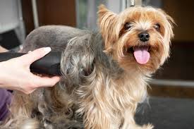 Do you have a maltese dog breed? Will A Shaved Dog Be Cooler In Hot Weather Daily Paws