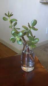 Pin By Kelly Ritchie On Crafts I Ve Done Plants Propagating Plants Jade Plants