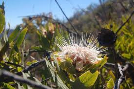 Image result for Protea gaguedi