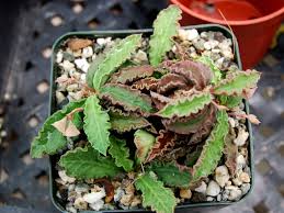 Image result for Euphorbia davyi