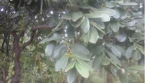 Image result for Ebenaceae