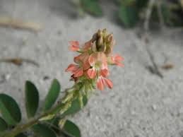 Image result for Indigofera microcalyx