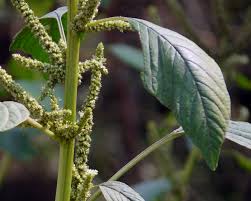 Image result for Amaranthus spinosus