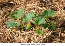 Image result for Cucumis humifructus