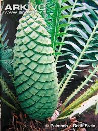 Image result for Encephalartos schmitzii