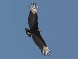 Soaring high above the earth, spying its prey with its keen eyes, the eagle presents a majestic picture. Similar Species To Bald Eagle All About Birds Cornell Lab Of Ornithology