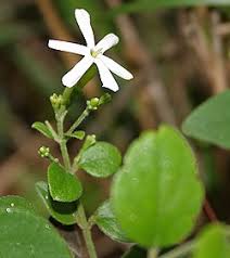Image result for Jasminum breviflorum