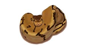 Digital Painted Ball Python Animal Art Cute Animals Artsy