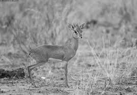 Image result for Cadaba kirkii