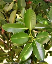 Image result for Calophyllum