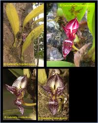 Image result for Bulbostylis macra