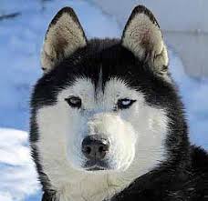 Siberian Husky Breeders Alberta Canada For Sale Dog Puppies Sledding Snowdogs Eight Below Animal Actors Mushing