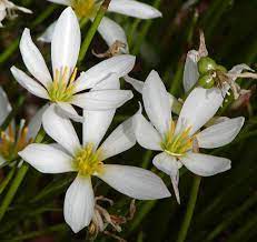 Flowers that start with p 5 letters. A List Of Flower Names From A To Z Dengarden