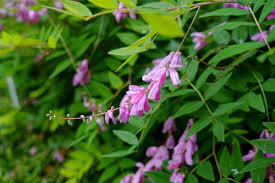 Image result for Indigofera